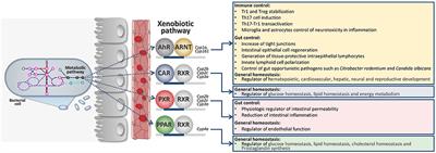 Tryptophan Co-Metabolism at the <mark class="highlighted">Host-Pathogen Interface</mark>